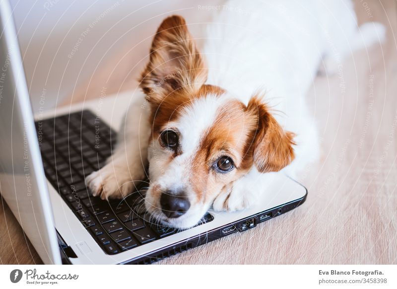 Der süße Jack-Russell-Hund arbeitet zu Hause am Laptop. Zu Hause bleiben. Technologie und Lebensstil im Innenbereich Konzept arbeiten Technik & Technologie