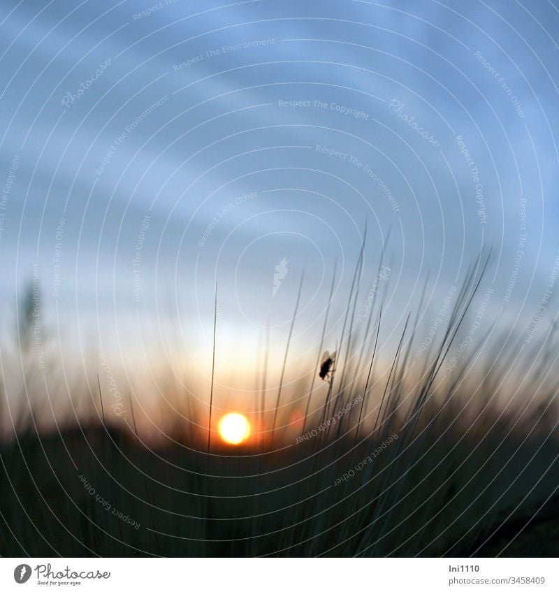 untergehende Sonne blauer Himmel Silhouette einer Fliege sitzend auf Kornähre Sommerabend Sonnenuntergang Feuerball blauer Himmel mit Wolken menschenleer 1 Tier