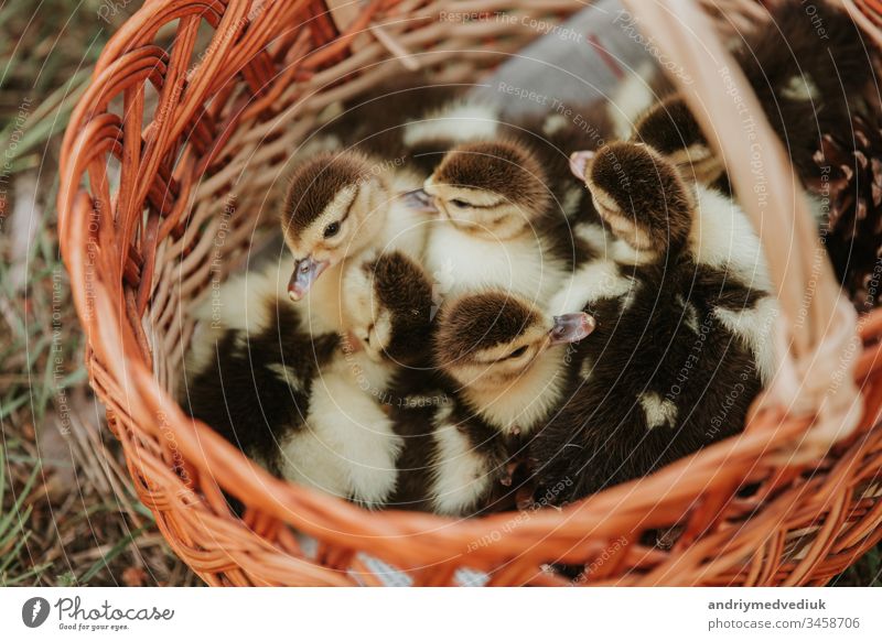 Gruppe von Entenküken überlappen sich auf Korb mit Stroh, neugeborene Ente mit schwarzer und gelber Feder bereit zum Verkauf. kleine Ente im Korb. Vogel Tier