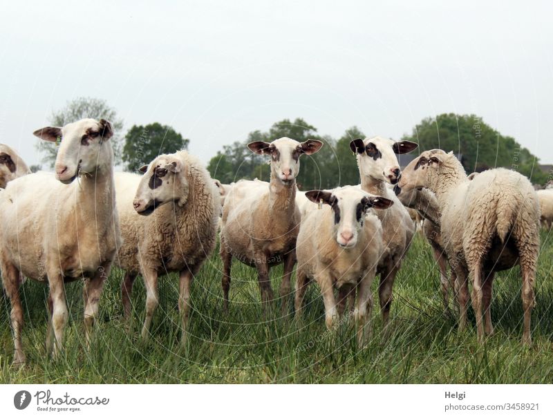 neugierige Schafe im Moor stehen auf einer Wiese, zwei schauen in die Kamera, die anderen schauen desinteressiert weg Schafherde Moorschaf Herde Nutztier Tier
