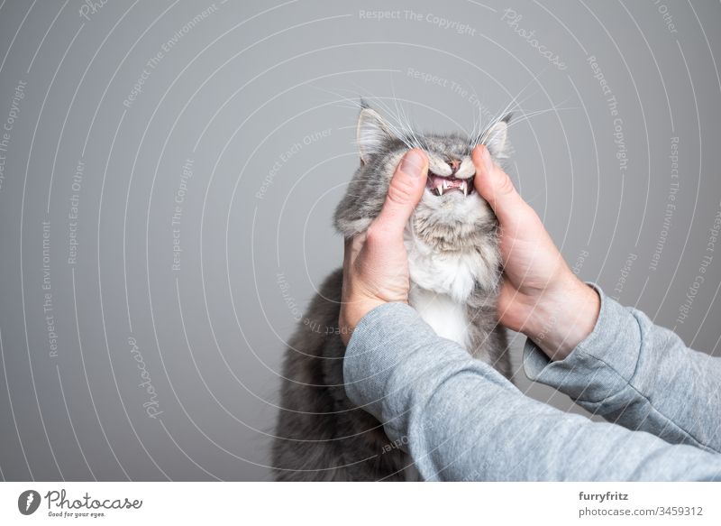 Untersuchung der Zähne einer jungen Maine Coon Katze niedlich bezaubernd schön katzenhaft fluffig Fell Rassekatze Haustiere Langhaarige Katze weiß blau gestromt