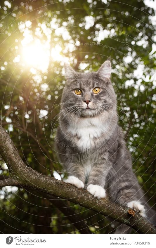 Maine Coon Katze klettert auf dem Ast eines Baumes im Sonnenlicht niedlich bezaubernd katzenhaft fluffig Fell Rassekatze Haustiere Langhaarige Katze Katzenbaby