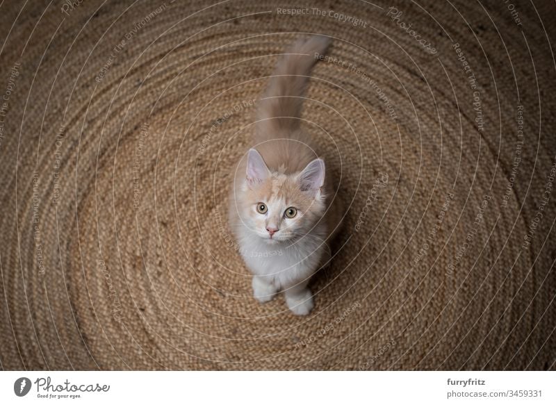 junge Maine Coon Katze steht auf einem Sisal Teppich und sieht nach oben 2-5 Monate bezaubernd Wachsamkeit schön Betteln - Verhalten von Tieren kreisrund
