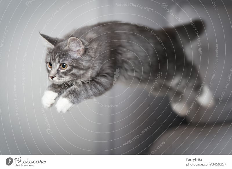 Maine Coon Katze springt Katzenbaby springend Air blau gestromt Bokeh fangend Ziselierung Liege Kissen niedlich fallen schnell katzenhaft fluffig fliegen