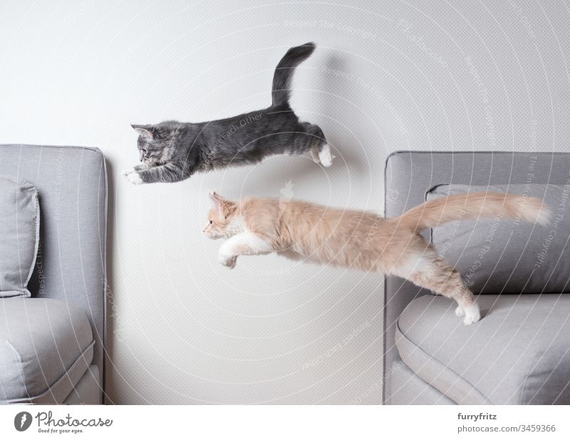 Zwei Maine Coon Katzen springen glechzeitig über das Sofa Katzenbaby springend Zwei Tiere Liege Air blau gestromt fangend Ziselierung Textfreiraum Creme-Tabby