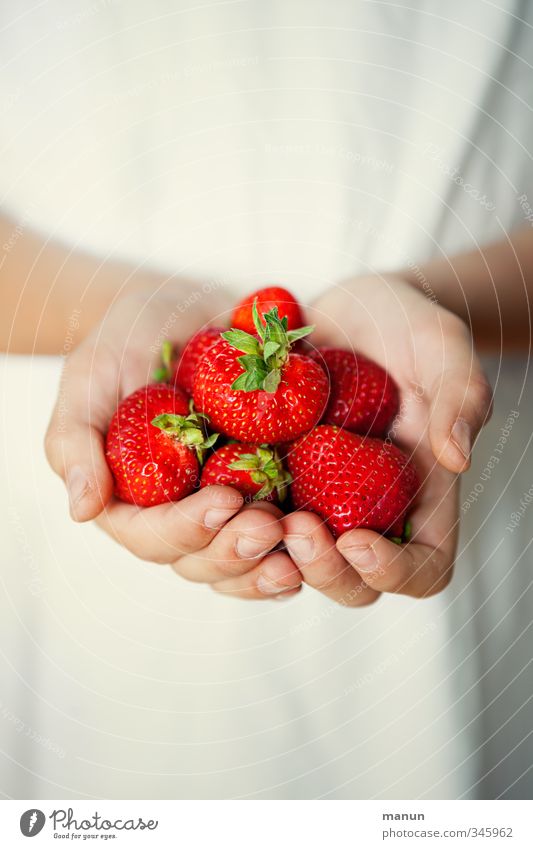 Vitaminbombe Lebensmittel Frucht Erdbeeren Vitamin C vitaminreich Ernährung Bioprodukte Vegetarische Ernährung Diät Fingerfood Hand festhalten genießen leuchten