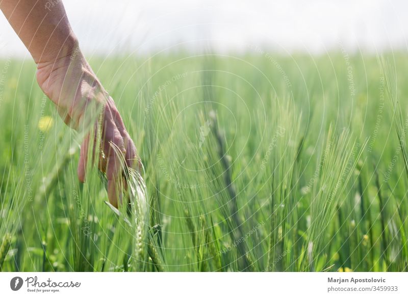 Nahaufnahme einer Hand, die auf dem Feld hohes Gras berührt Ackerbau Hintergrund Pflege Konzept Erhaltung Tag filigran Entwicklung Erde Ökologie Umwelt