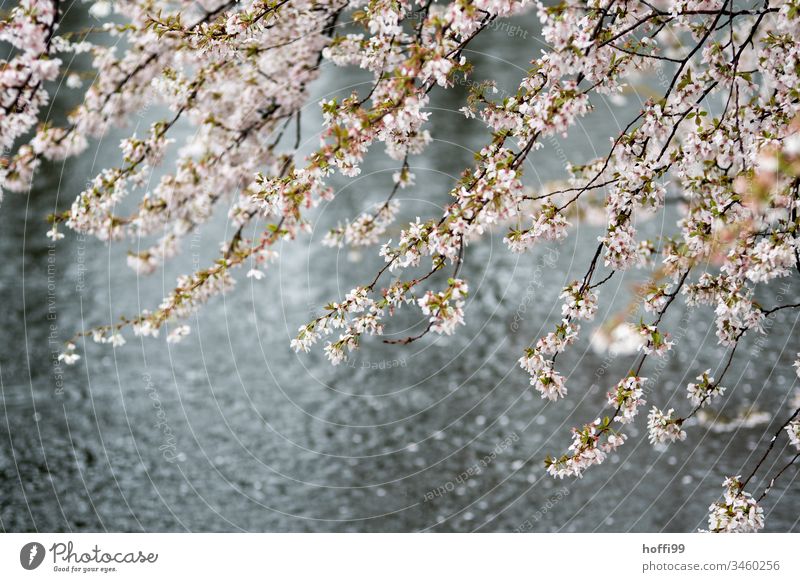 Frühlingsblüten bei Regen im Park Frühlingsgefühle Baum Blüte Teich Pflanze Natur natürlich nass hell frisch Beginn Wassertropfen glänzend schlechtes Wetter