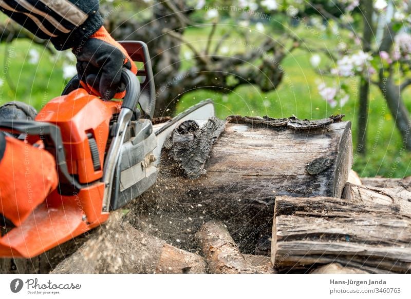 Mann sägt Brennholz mit einer roten Kettensäge Holzsäge Holzspäne Säge Feuerstelle Holzbearbeitung Ofen Stürze Baum Unfallverhütung Brennstoff Industrie