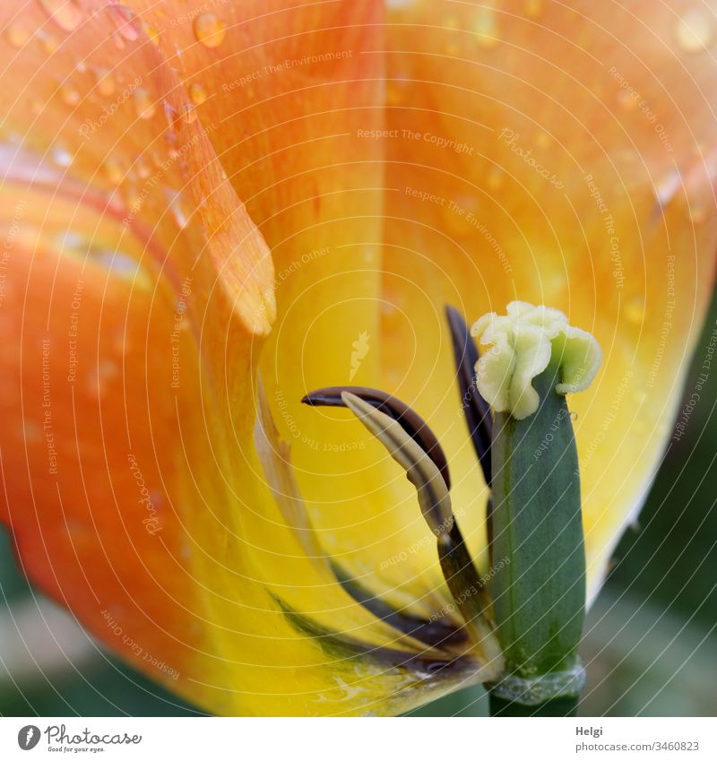 Detailaufnahme einer fast verblühten Tulpenblüte, orange-gelbe Blütenbätter mit Tropfen, Fruchtknoten, Stempel und Staubblättern Blume Blütenblatt Pflanze Macro