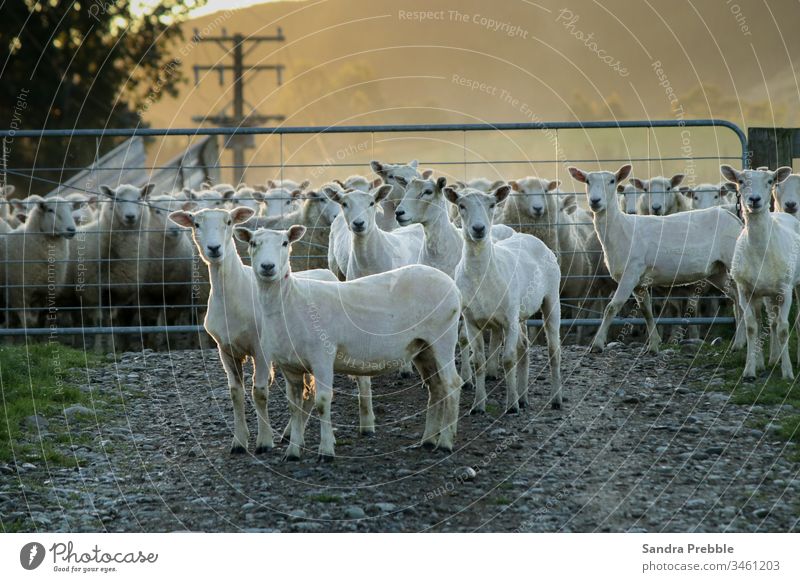 Die ersten geschorenen Schafe des Tages Dipton Sandra Prebble Landwirtschaft Mob Morgen Oeti-Ansicht Scheren Schaf Oreti-Fluss Wolle Tier Nutztier Neuseeland