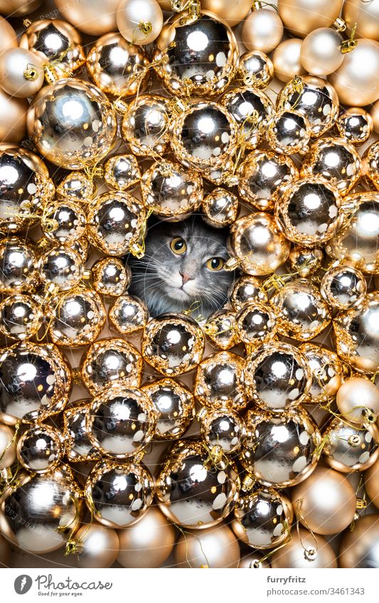 Maine Coon Katzen in Mitten von goldenen Christbaum Kugeln Rassekatze Haustiere weiß Langhaarige Katze blau gestromt Weihnachten Dekoration & Verzierung Saison