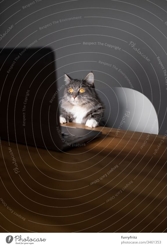 Maine Coon Katze arbeitet am Laptop und sieht auf den Bildschirm keine Menschen Haustiere Rassekatze Langhaarige Katze blau gestromt weiß Computer Notebook