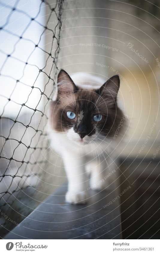 Heilige Birma bzw. Ragdoll Katze läuft auf dem Balkon mit Katzen Schutz Netz in die Kamera schauen Katzenfangnetz Wachsamkeit tierisches Auge Schönheit hinten