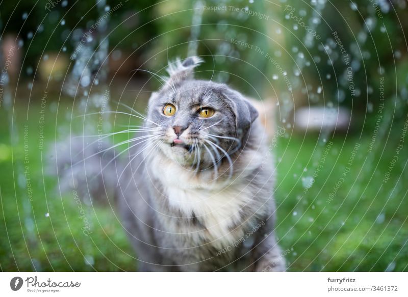 Maine Coon Katze wird nass und schüttelt ihren Kopf niedlich bezaubernd schön katzenhaft fluffig Fell Rassekatze Haustiere Langhaarige Katze weiß blau gestromt