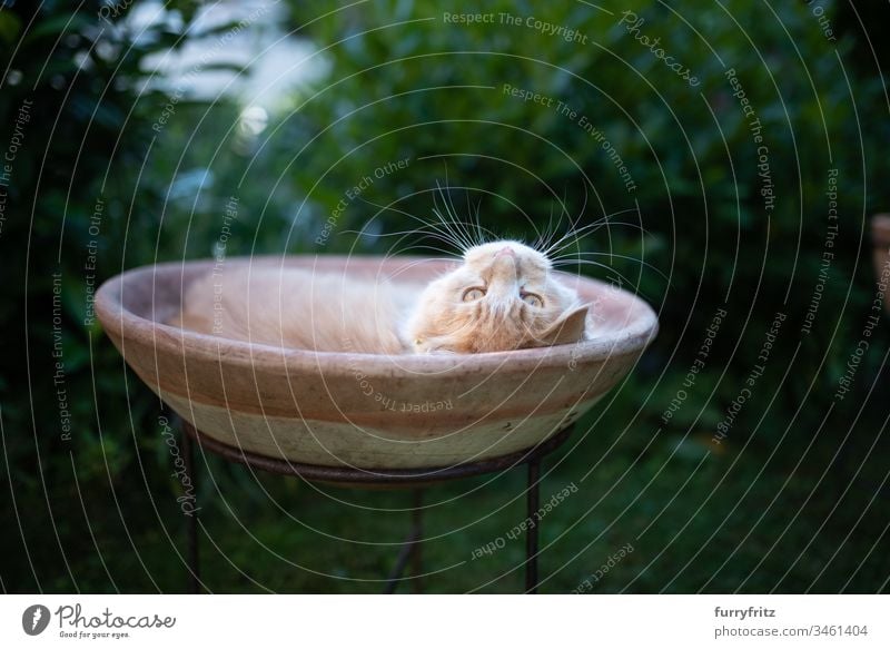 Maine Coon Katze entspannt und liegt in einem Blumentopf im Garten Tierverhalten bequem Neugier Genuss lustig Faulheit auf der Seite liegend beobachtend