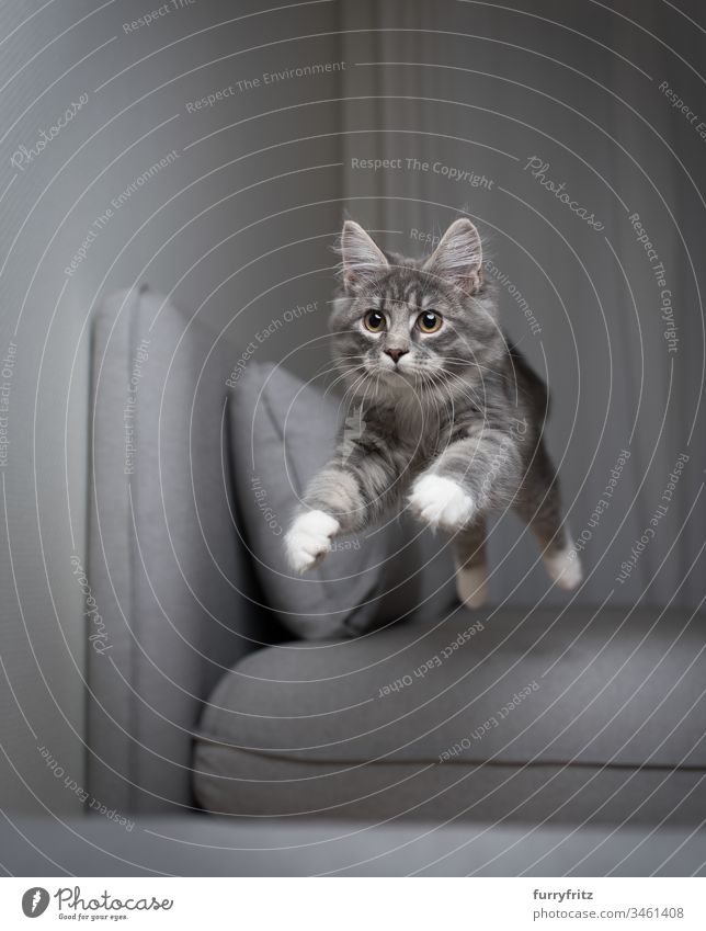 blue tabby Maine Coon Kitten springt über das Sofa und fliegt in der Luft fliegen Katzenbaby springend blau gestromt Air fangend Ziselierung Liege Kissen