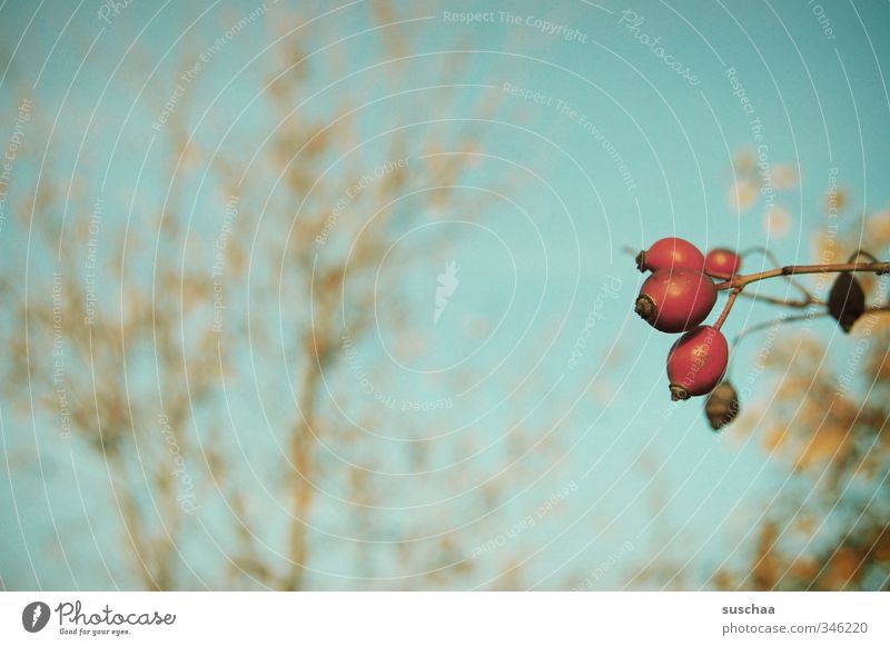 vorhut Umwelt Himmel Herbst Schönes Wetter Sträucher blau rot Hagebutten Beeren Frucht Pflanze Natur Geäst Farbfoto Außenaufnahme Menschenleer