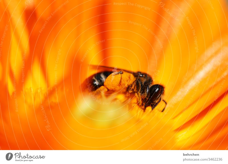 fleißiges bienchen Biene Blume Blüte Pflanze Blütenstaub Honig Honigbiene gelb orange Garten Wiese Natur Sommer Frühling hübsch Wärme Blütenblätter fliegen