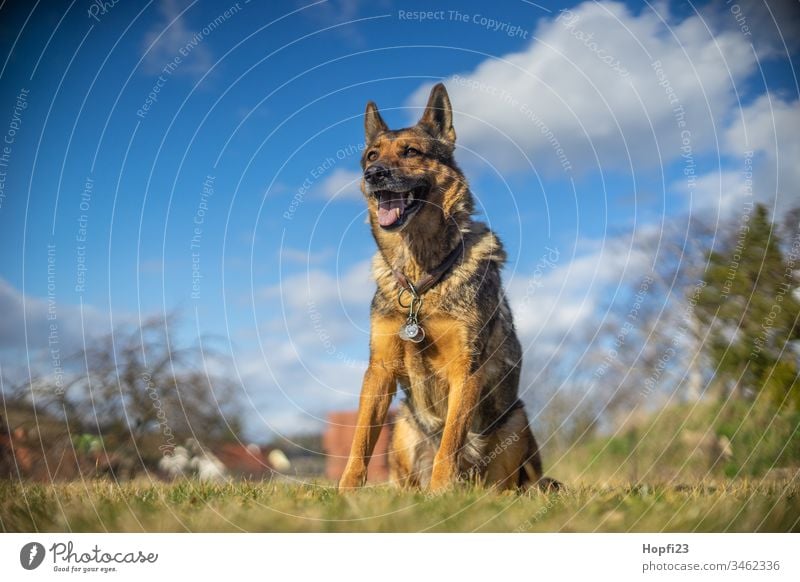 Deutscher Schäferhund sitzt auf der Wiese Hund sitzen beobachten Fell braun schwartz Schnauze Ohren Natur Landschaft Ortschaft Himmel Wolken aufpassen Wachhund