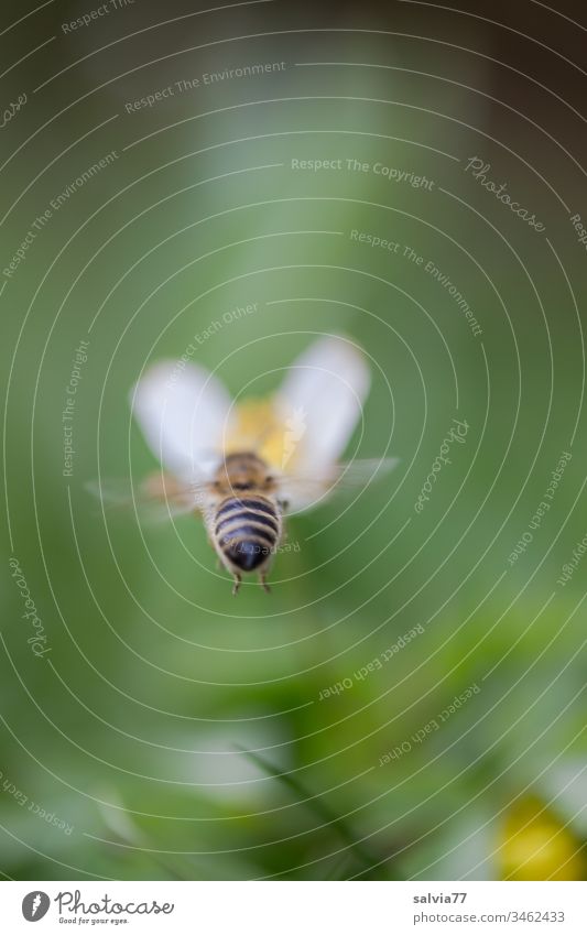 Biene fliegt auf weiße Blüte zu mit grünem Hintergrund Natur Frühling Blume Makroaufnahme Außenaufnahme Schwache Tiefenschärfe Blühend Farbfoto Frühlingsgefühle