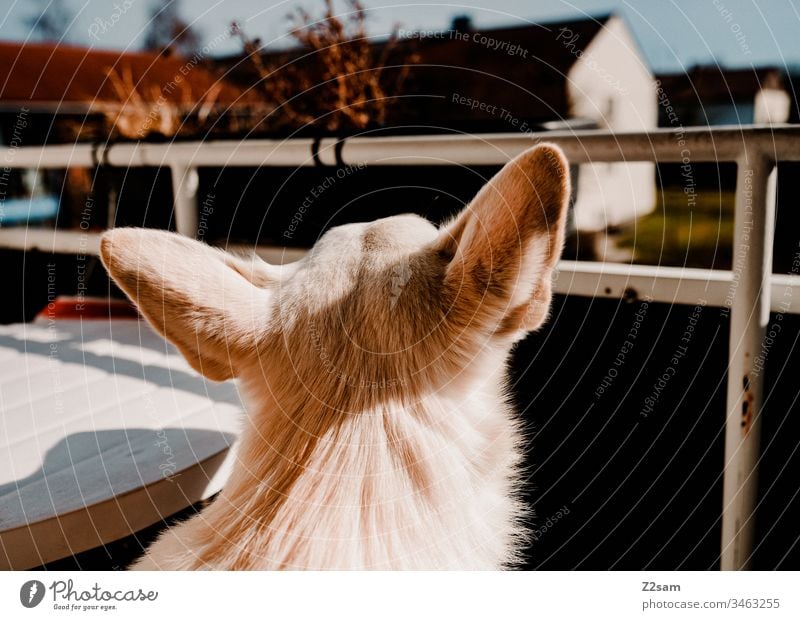 Ausgangsbeschränkung hund schäferhund kopf ohren balkon dorf idylle ausblick sehen gassi gehen ferne sehnsucht Tier Außenaufnahme Haustier Farbfoto Spaziergang
