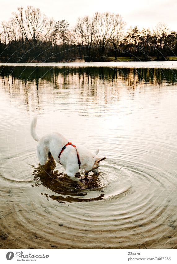 Weißer Schäferhund beim Baden schäferhund weiß tier haustier ohren süss lieb niedlich treue draußen gassi gehen spielen zuneigung liebe fell nase schnautze