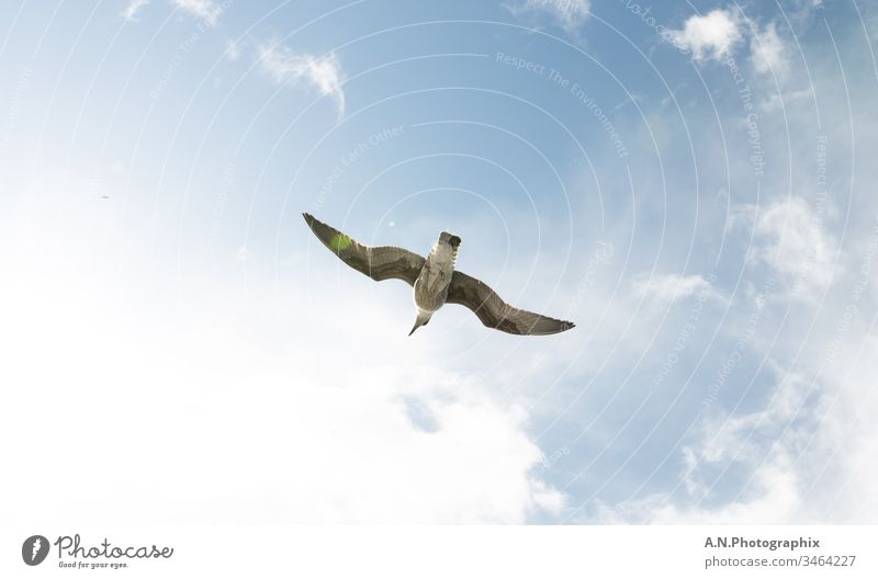 Vogel beim fliegen von unten Fotografiert bei strahlenden Sonnenschein Vogelperspektive Vogelbeobachtung Möve Möven Mövenpick Tiere in der Wildnis Tierliebe
