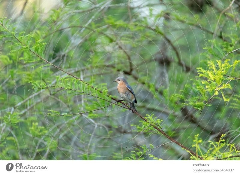 Östlicher Blauvogel Sialia sialis auf einem Baum Vogel Singvogel Blaukehlchen Rotkehl-Hüttensänger Neapel Florida Natur Tier Wildvogel Barsch blaue Federn wach