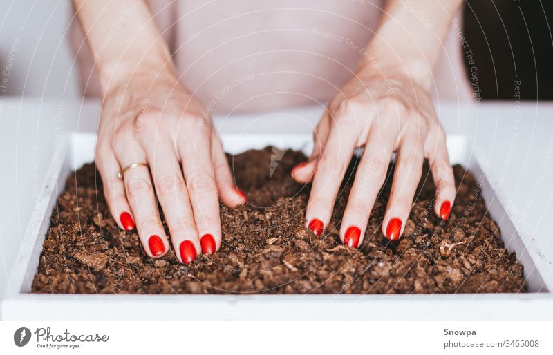 Nahaufnahme der Hände einer jungen Frau, die Samen in den Boden pflanzt. Ökologisches Leben. Pflanze Topf Gartenarbeit heimwärts Natur grün Frühling Gärtner