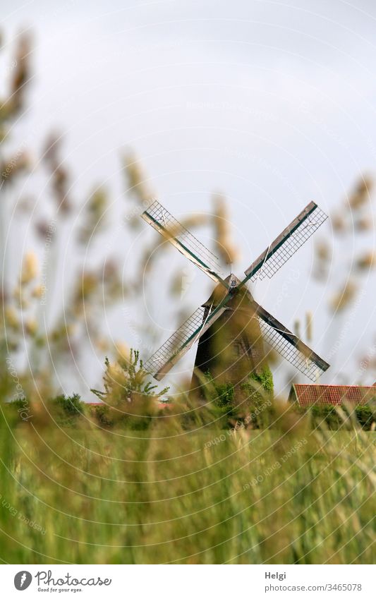 historische Windmühle   hinter unscharfen Gräsern vor blaugrauen Himmel Mühle alt Wallholländer Feld Kornfeld Gras Farbfoto Architektur Tradition Gebäude