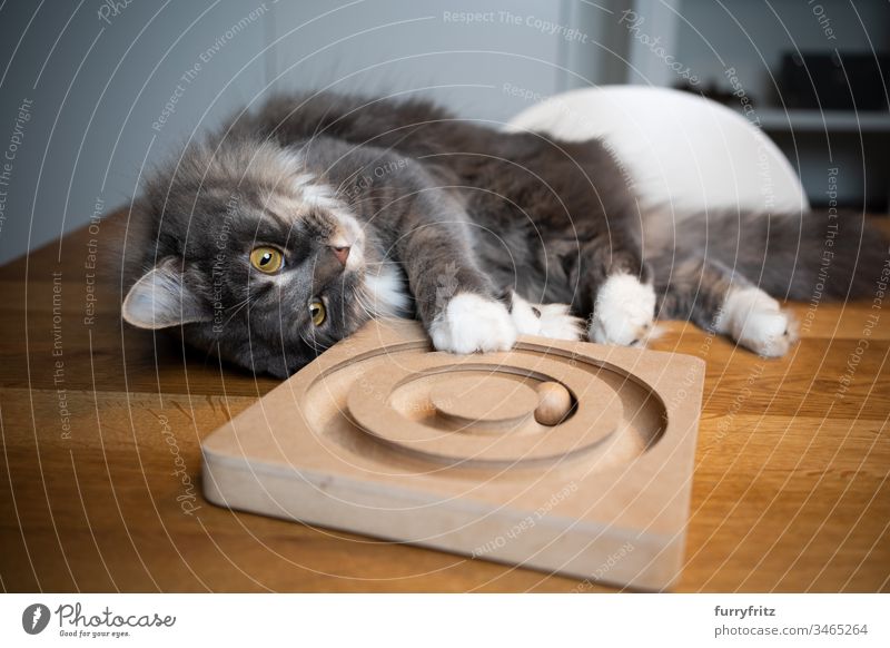Verspielte Maine Coon Katze liegt auf einem Tisch und spielt mit Holz Spielzeug im Innenbereich Ein Tier Rassekatze Haustiere katzenhaft Fell fluffig