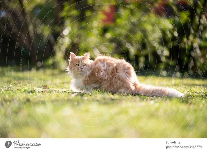 Flauschige Maine Coon Katze sitzt im Garten an einem windigen Tag Haustiere katzenhaft Fell fluffig Langhaarige Katze Hirschkalb beige Creme-Tabby Ingwer-Katze