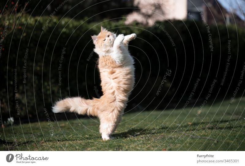 Fluffige Maine Coon Katze spielt im Garten Haustiere katzenhaft Fell fluffig Langhaarige Katze Hirschkalb beige Creme-Tabby Ingwer-Katze weiß Ein Tier im Freien