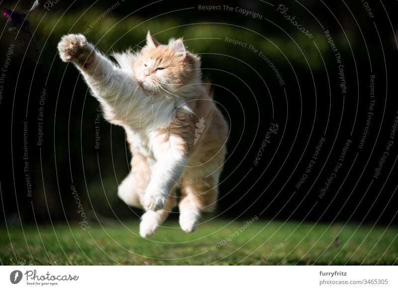 Verspielte Maine Coon Katze springt und spielt im Garten Haustiere katzenhaft Fell fluffig Langhaarige Katze Hirschkalb beige Creme-Tabby Ingwer-Katze weiß