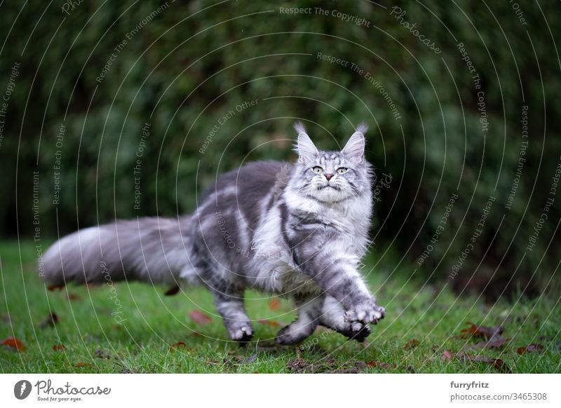 Verspielte silver tabby Maine Coon Katze läuft über die Wiese im Freien Vorder- oder Hinterhof Garten Natur Rasen Gras Ein Tier Rassekatze Haustiere katzenhaft