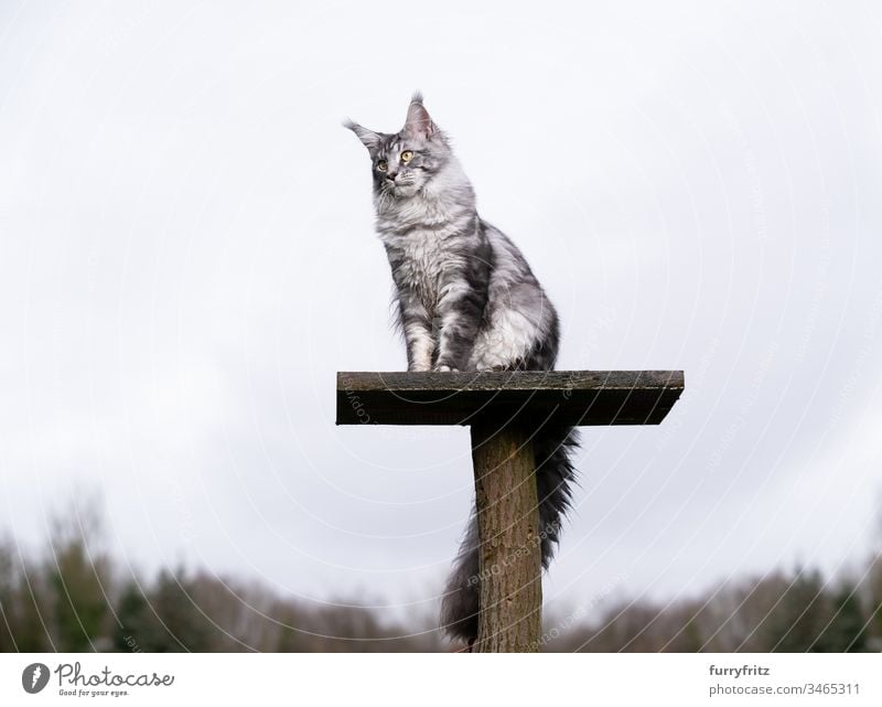 silver tabby Maine coon Katze sitzt auf oberster Plattform eines Kratzbaums im Garten im Freien Vorder- oder Hinterhof Natur Ein Tier Rassekatze Haustiere