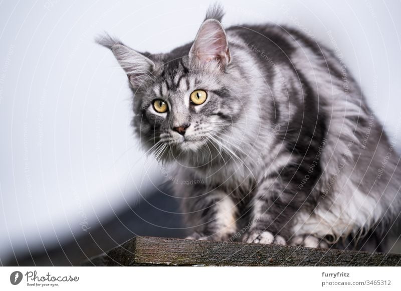 silver tabby Maine Coon Katze sitzt auf Holz Plattform und beobachtet den Garten im Freien Vorder- oder Hinterhof Ein Tier Rassekatze Haustiere katzenhaft Fell