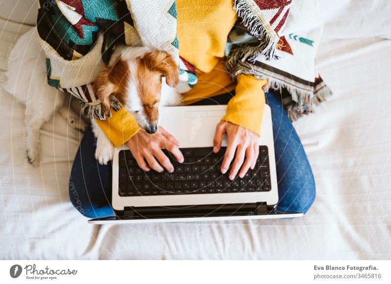 junge Frau, die mit Laptop und Mobiltelefon arbeitet, daneben süßer kleiner Hund. Auf der Couch sitzend, Schutzmaske tragend. Bleiben Sie zu Hause Konzept während Coronavirus covid-2019