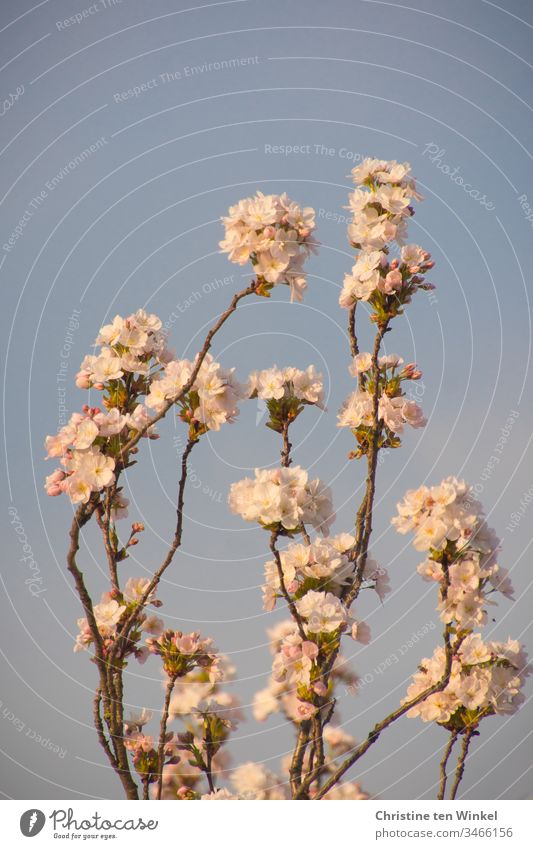 Rosa Blüten der Zierkirsche/Prunus serrulata vor blauem Himmel Frühling rosa Kirschblüten Baum Natur Blühend Außenaufnahme Farbfoto Frühlingsgefühle Spa