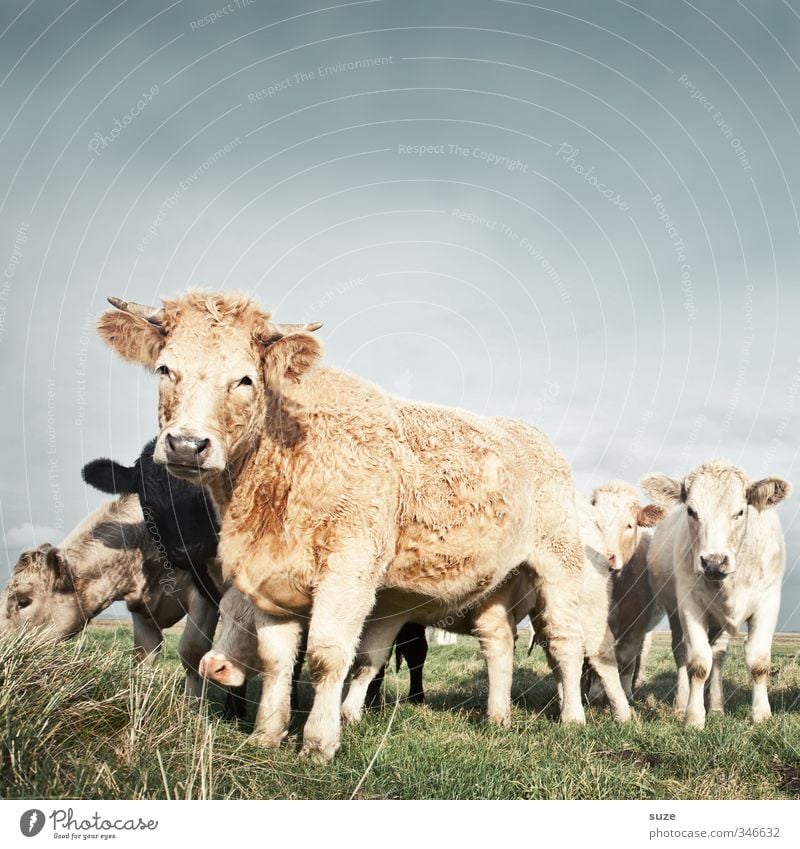 Kuschel-Kuh Bioprodukte Natur Tier Himmel Wolkenloser Himmel Wiese Nutztier Tiergruppe Herde natürlich niedlich schön Tierliebe Landleben