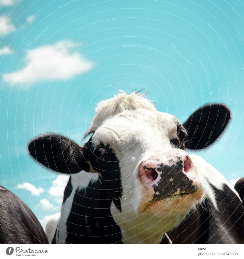 Luise im Schnupperkurs Bioprodukte Umwelt Natur Himmel Wolken Tier Nutztier Kuh Tiergesicht lustig natürlich Neugier niedlich blau schwarz weiß Tierliebe