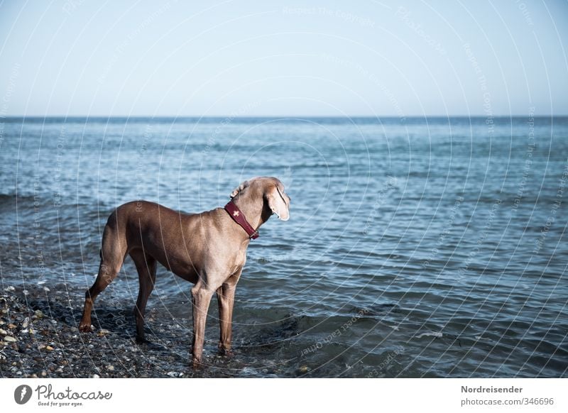 Sehnsucht nach Meer.... Leben Erholung ruhig Jagd Strand Schönes Wetter Küste Ostsee Tier Haustier Hund Wasser beobachten Ferien & Urlaub & Reisen stehen
