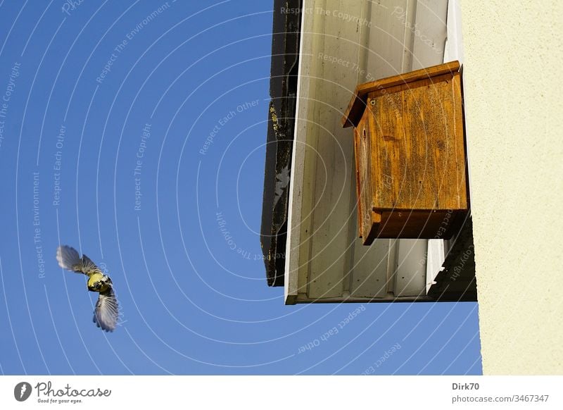 Abflug - Kohlmeise verlässt den Nistkasten Meisen Parus Major Singvogel Vogel fliegen fliegend Start Haus Dach Unterschlag Sonnenschein Sonnenlicht