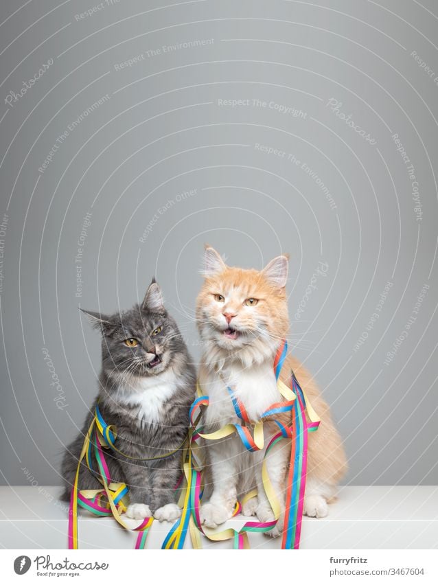 zwei lustige Maine Coon Katzen mit Luftschlangen in Party Stimmung niedlich bezaubernd schön katzenhaft fluffig Fell Rassekatze Haustiere Langhaarige Katze weiß