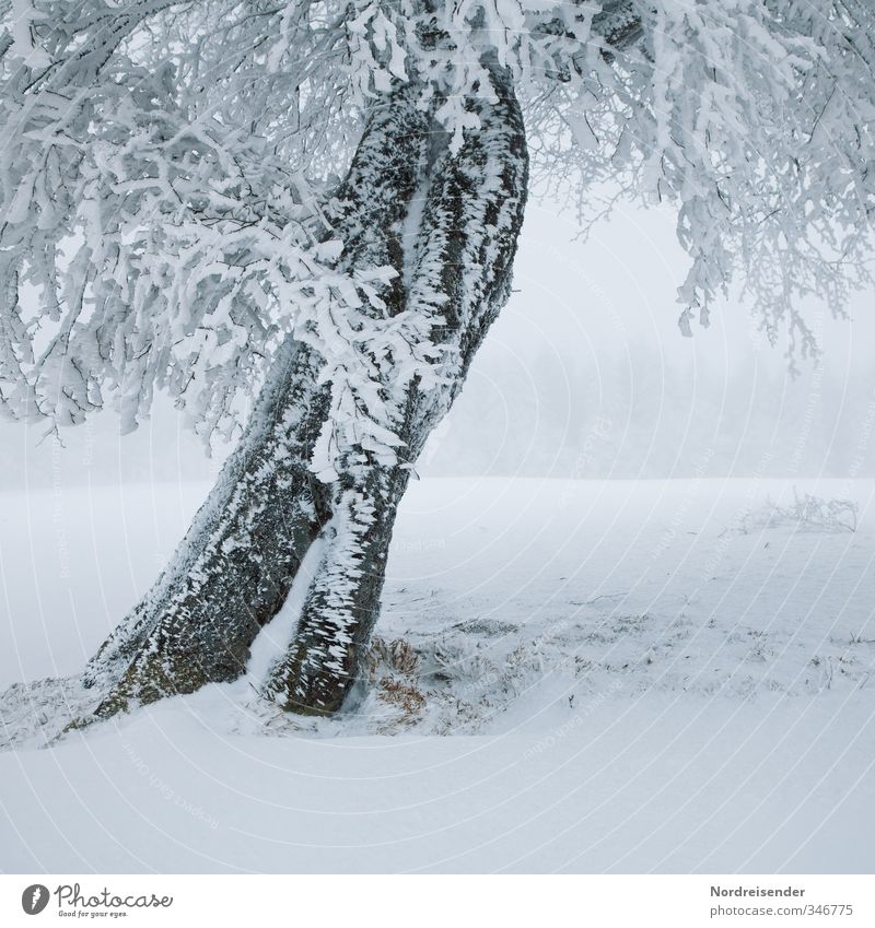 Eisig Leben Sinnesorgane ruhig Winter Schnee Winterurlaub Landschaft Pflanze Klima Wetter Nebel Frost Baum kalt weiß demütig Einsamkeit bizarr stagnierend