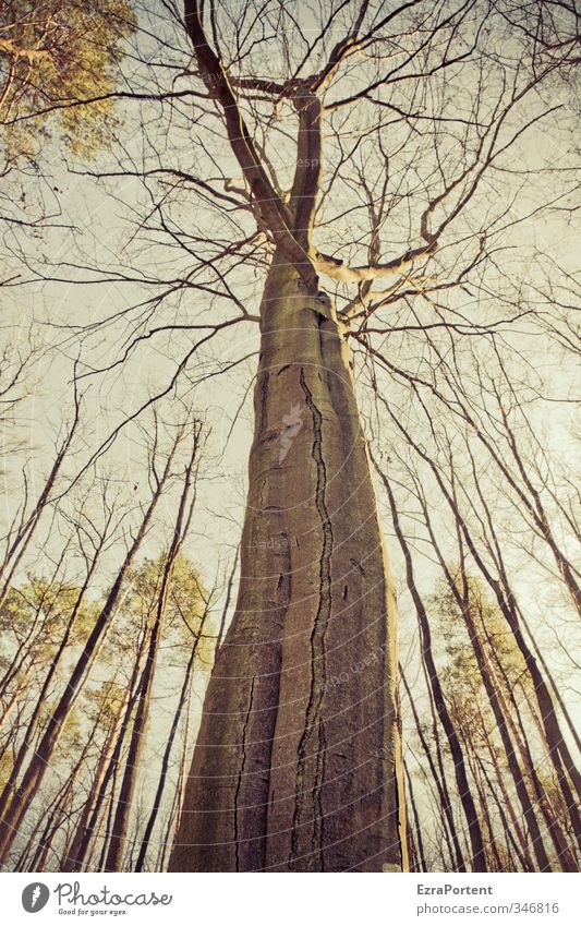 " | " Umwelt Natur Landschaft Pflanze Luft Himmel Frühling Herbst Baum Holz gigantisch braun gelb grün Baumrinde Baumstamm Geäst viele mehrere herausragen