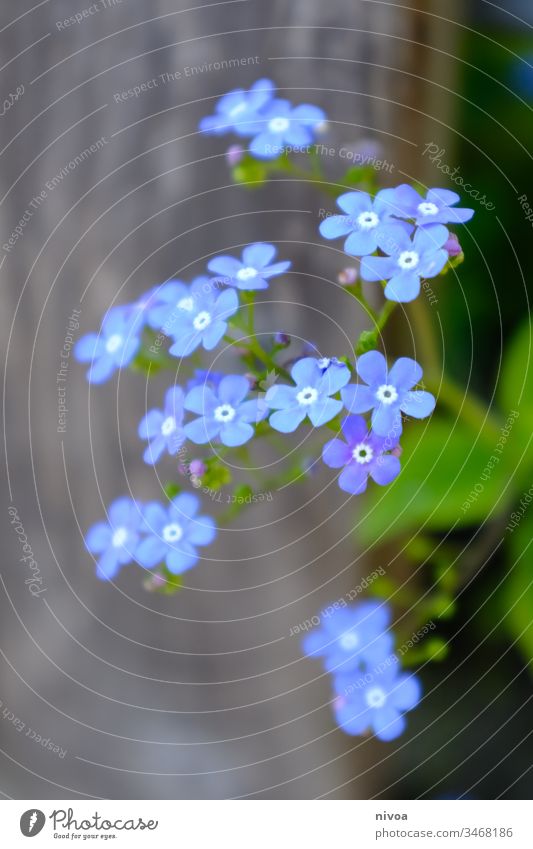 blaue Blümchen violett Blume Blüte Pflanze grün Frühling Makroaufnahme Sommer Natur Tag Außenaufnahme Detailaufnahme Farbfoto Nahaufnahme Schwache Tiefenschärfe