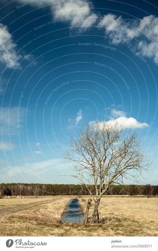 kleiner baum, waldessaum. kleiner bach, wolkendach. blauer himmel, kurzes gras. himmelblau Himmel Wolken Blauer Himmel Textfreiraum Feld Wassergraben Waldrand