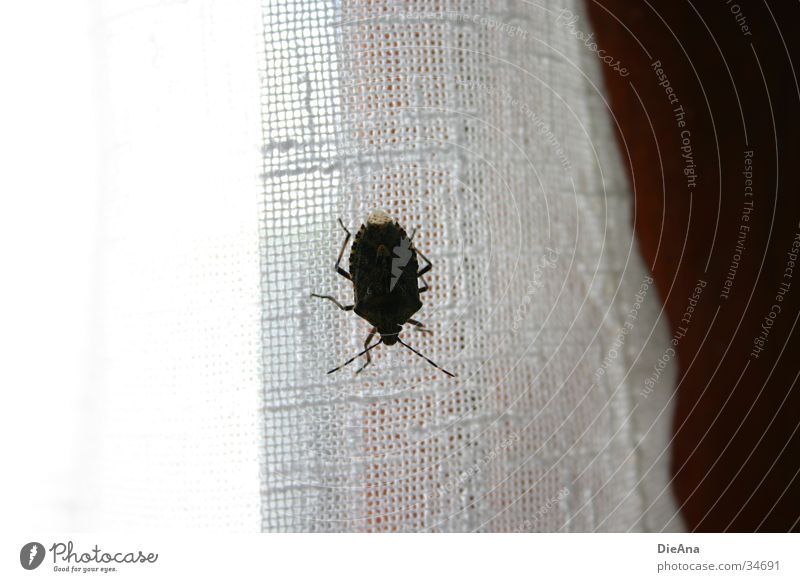 The unknown bug fremd Feindschaft Insekt Vorhang Fensterrahmen Haus obskur Käfer anonym Makroaufnahme hässlich insect window inside Innenaufnahme
